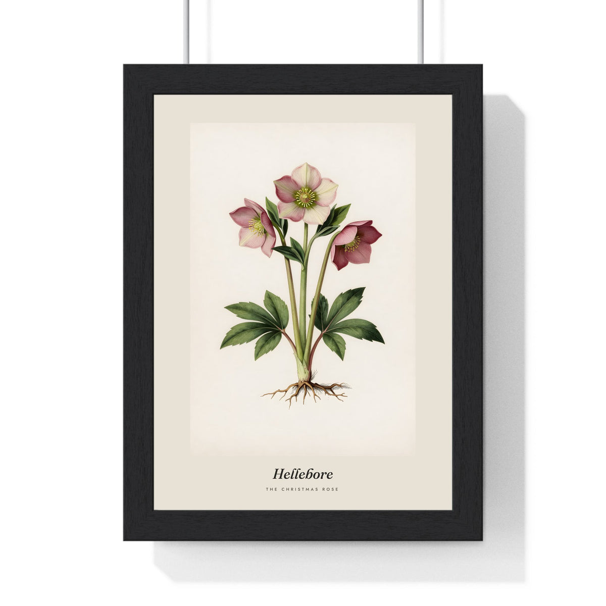 Hellebore Print framed in a black frame, ready to hang
